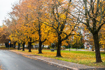 Fototapeta na wymiar The bright colors in autumn park. Autumn landscape.