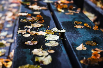 Closeup of autumnal leaves on wooden bench in urban park. Selective focus and blur.