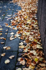 Yellow leaves on pavement - autumn landscape with selective focus and blur