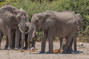 Fototapeta premium Elephants at the chobe riverfront, Botswana, Africa