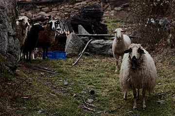 ovejas en prado