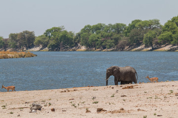 Elephants at the chobe riverfront, Botswana, Africa