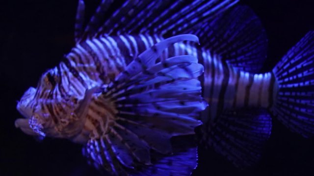 Scarry weird fish slowly swimming in dark lighting underwater. Exotic flora and fauna