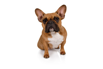 Fototapeta premium Portrait of French bulldog breed dog