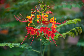 caesalpinia