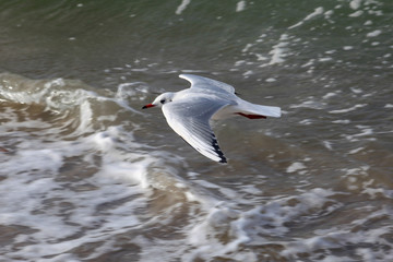 Gull on the beach in Germany	