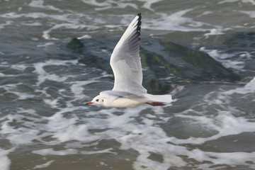 Gull on the beach in Germany	