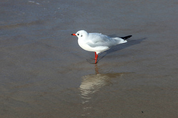 Gull on the beach in Germany	