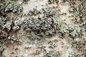  Bark of a birch tree close-up.