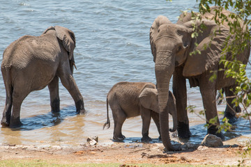 Elephants at the chobe riverfront, Botswana, Africa