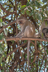 Naklejka na ściany i meble Vervet monkey in the tree, Chobe riverfront, Botswana