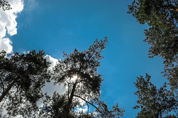 trees against the blue sky