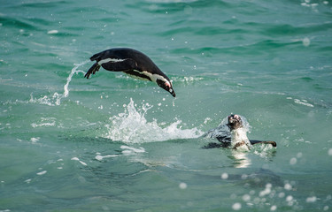 Swimming and Jumping out of water African Penguin. The African penguin (Spheniscus demersus), also known as the jackass penguin and black-footed penguin in Southern African waters.