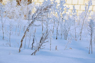 snowy winter. snow. frost