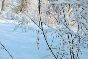 snowy winter. snow. frost