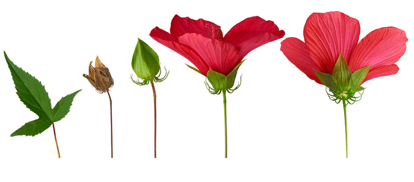 set of different parts of a hibiscus flower: green leaf, bud, dry seed box