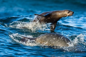 Fototapeta premium Seals swim and jumping out of water . Jumping Cape fur seal (Arctocephalus pusillus pusillus).