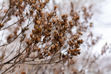 Dried flower buds on branches in the cold air