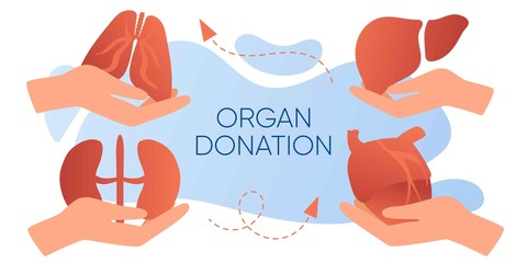 Organ donation web banner, flyer. Hand holding human realistic liver, heart, kidneys, lungs. National organ donor day. Internal organ for transplantation. Volunteering, saving lives and health care - obrazy, fototapety, plakaty