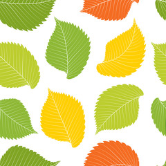 Elm leves seamless pattern. Vector illustration