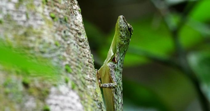 Barred gliding lizard - Draco taeniopterus - Draco is a genus of agamid lizards that are also known as flying lizards, flying dragons or gliding lizards. These lizards are capable of gliding flight.