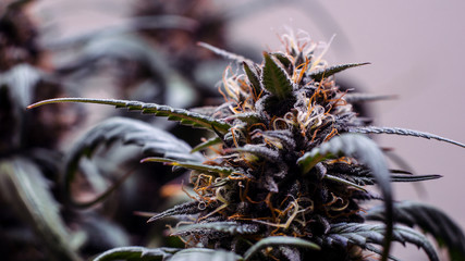 Sherbert Smoothie Indica Cannabis Plant Pre Harvest