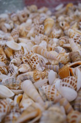 Handcraft materials, lots of shells