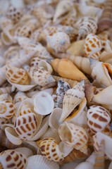 Handcraft materials, lots of shells