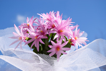 bouquet of easter cactus flowers on blue sky background