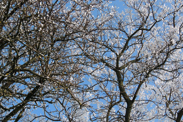 Fototapeta premium snowy winter. snow. frost