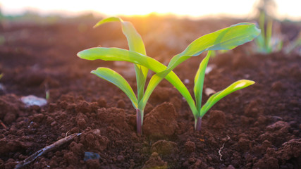 Corn seedlings in the evening, with the shining sun