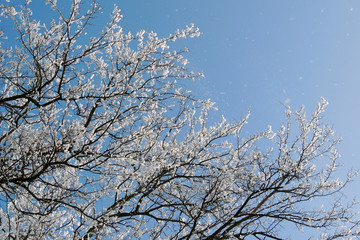 snowy winter. snow. frost