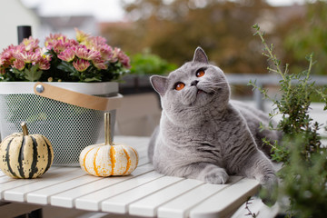 Blue British Shorthair cat on a white table with pumpkins and autumn flowers on the street, on the...