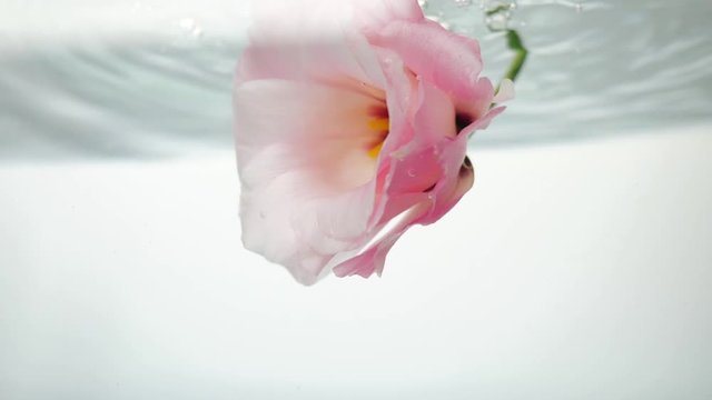 Pale pink eustoma with black core is in cold crystal clear water. A stream of water pours onto a flower from above and bulbs appear. Close up view of nice flower, spa procedure.