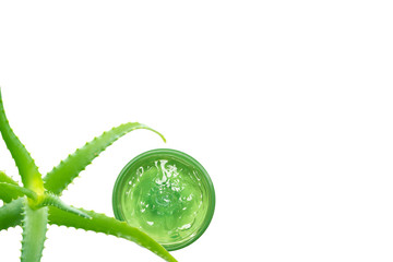 Flat lay with aloe leaves. Aloe Vera Gel in circle box isolated on a white background, top view. Space for text