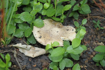 The mushroom is hidden in the bilberry bushes