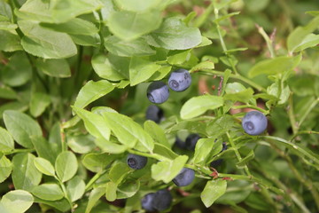Berries of ripe blueberries in light green leaves
