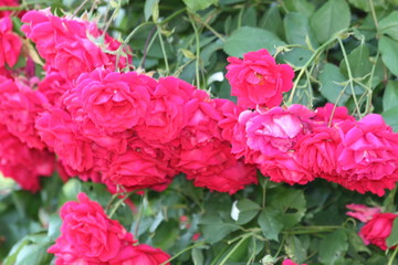 Pink rose blossom spring romantic flower	