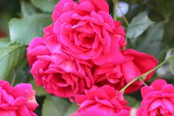 Pink rose blossom spring romantic flower	