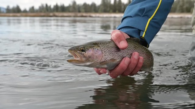 taking a rainbow trout on the Henrys Fork in Idaho