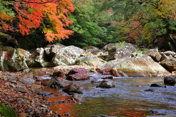 黒尊川を彩る紅葉(高知県四万十市　黒尊渓谷）