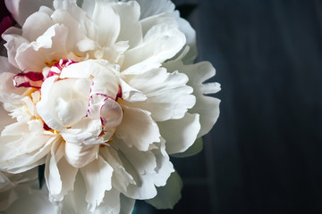 Closeup view of a lush white pink yellow peony against a blurred gray background. Beautiful flower as a gift for the holiday. Bouquet of delicate flowers. Top view with copy space © MariiaDemchenko