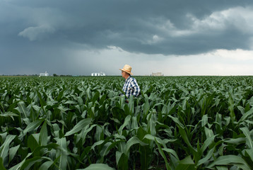 Senior farmer standing in corn field examining crop during bad weather.