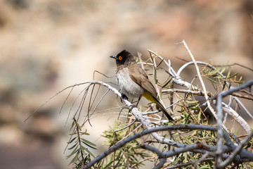 Red-eyed Bulbul (Pycnonotus nigricans) sitting on a branch