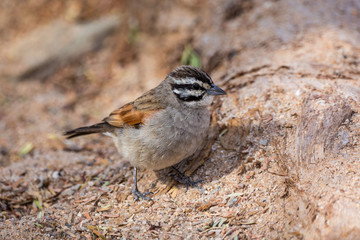 Close up of a Cape Bunting (Emberiza capensis)
