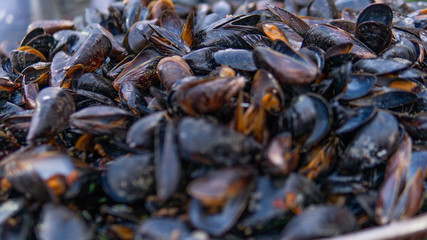 Fresh mussels at grill pan. Seafood barbecue outdoors. Picnic healthy food, mussels in shells.Plenty of mussel shells cooking at large metallic pan.