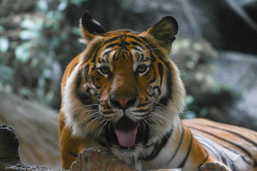 tiger show tongue sitdown on the rock