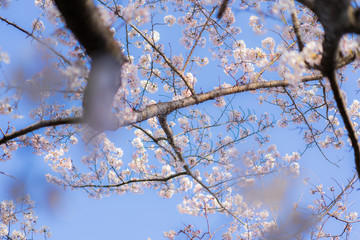 Cherry Blossoms