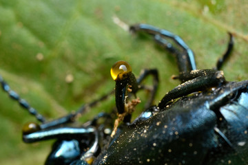 ツチハンミョウの毒液