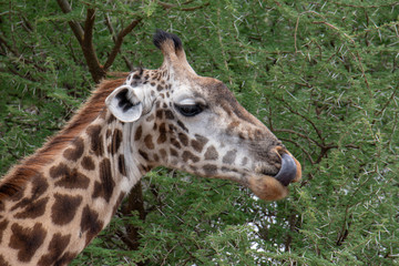 Giraffe animals in safari - Tanzania